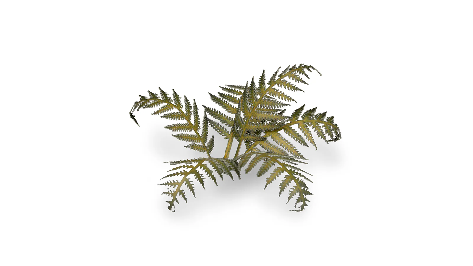 Gamers Grass | Laser Plants | Bracken - Image 5