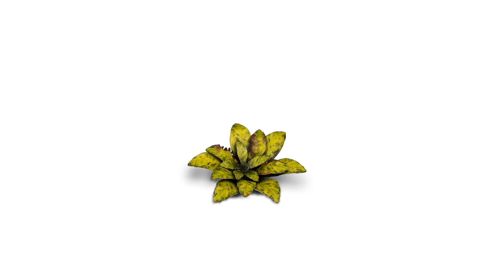 Gamers Grass | Laser Plants | Dumb Cane - Image 6