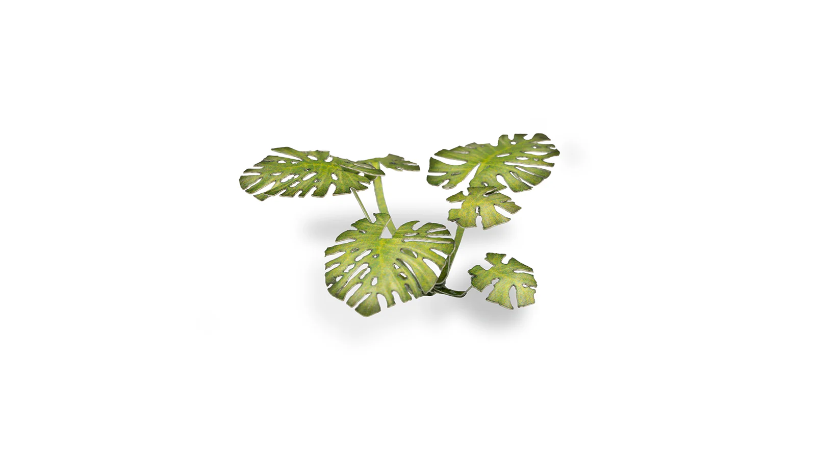 Gamers Grass | Laser Plants | Monstera - Image 5