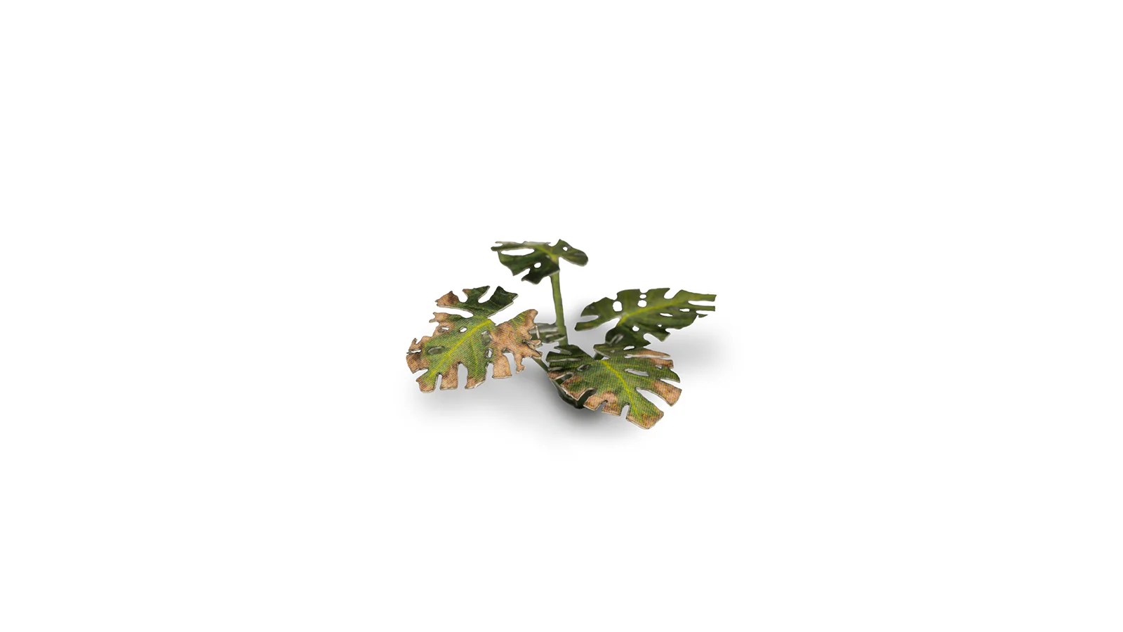 Gamers Grass | Laser Plants | Monstera - Image 6
